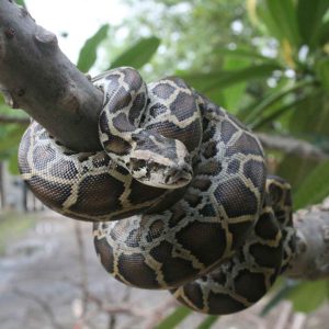 Using Python to Scan Emails (1 CPE)